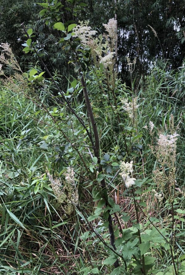 Filipendula ulmaria (Moerasspirea)